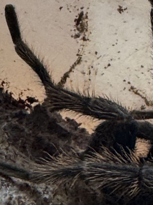 Samiec chromatpolma cyanopubenscens