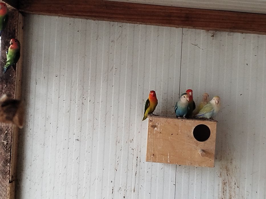 Casais reprodutores agapórnis roseicollis