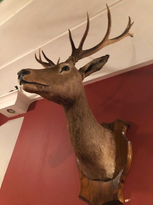 Чучело оленя с шикарными рогами красивая голова статуя для дизайна