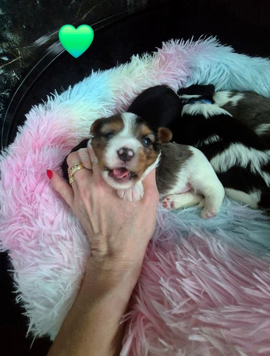 Yorkshire terrier Piesek blueberry