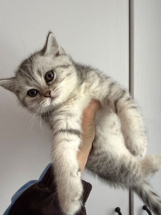 Продам кошенят скотіш фолд