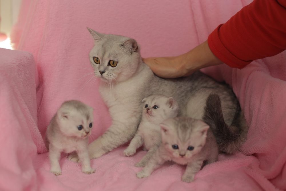 Шотландці,Британці,кошенята, шиншила,серебро , котята