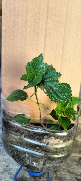 Small Lantana Plants