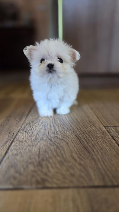 Maltańczyk mini suczka