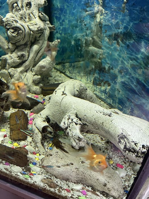 Продам аквариум на 500 литров угловой с тумбой