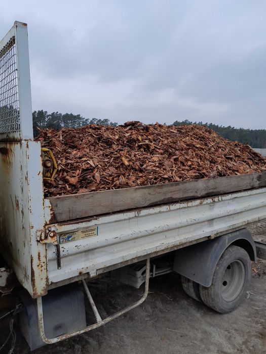 Kora sosna brzoza luzem