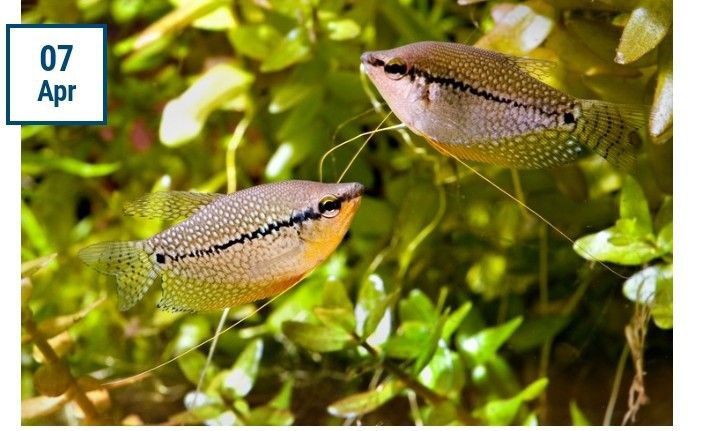 Продам аквариумных рыбок