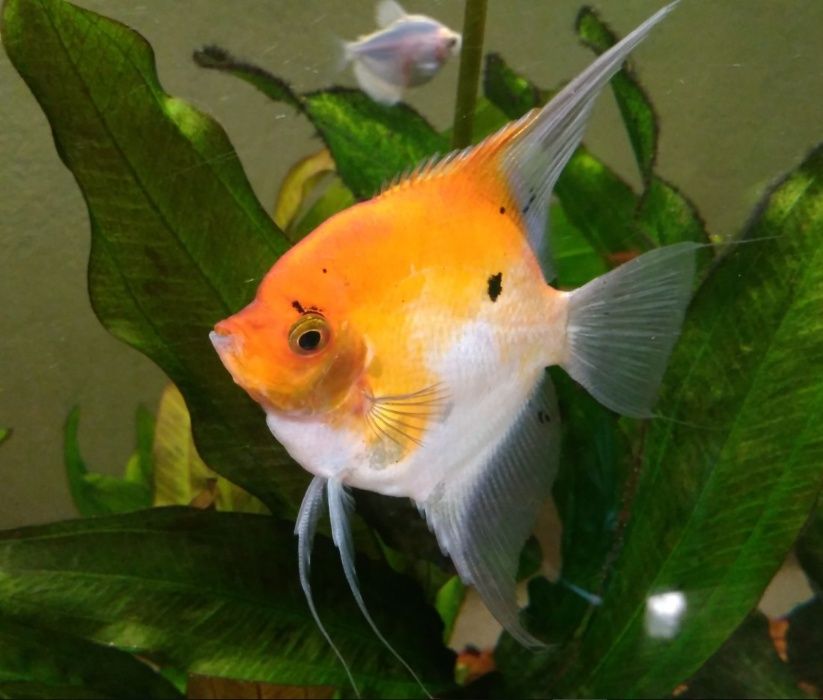 Салярия супер Ред и Ред девил