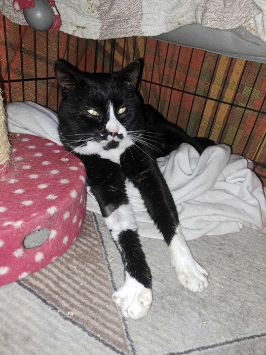 Dżeki kotek FELV+ pilnie potrzebuje domku