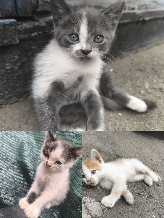 Котята бесплатно