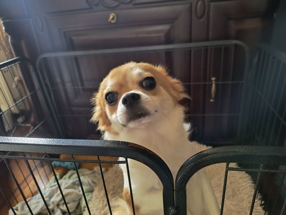 Chihuhahua piesek odchowany 15 miesięczny śliczny