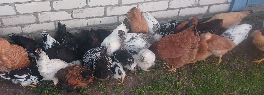 Підрощені курчата, продаю підрощені курчата 2,3 місяці,  продаю