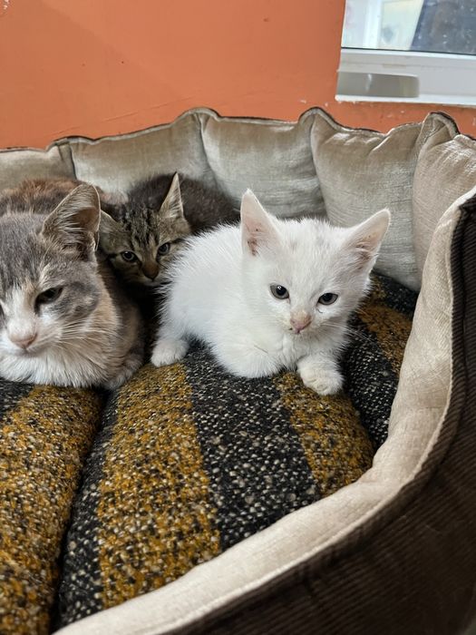 Котенок мальчик в поисках