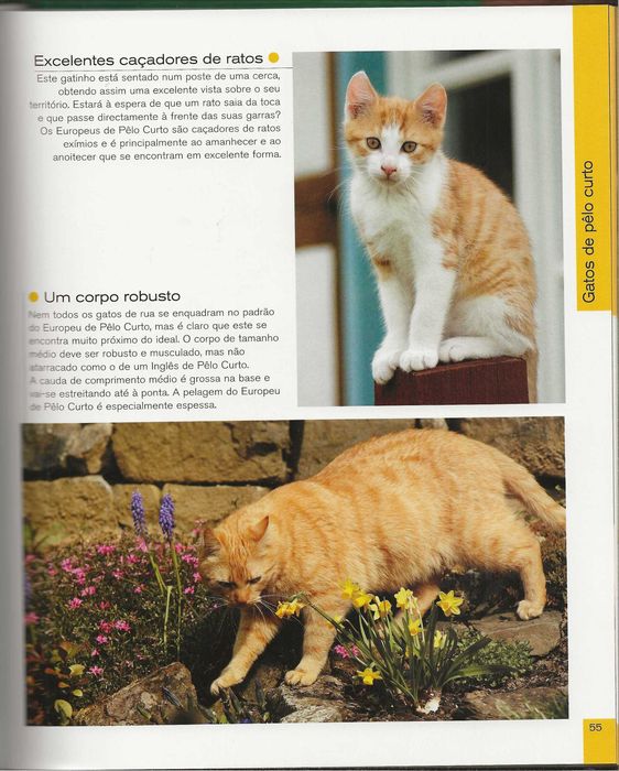 Gatos: Caçadores Elegantes Com Patas De Veludo