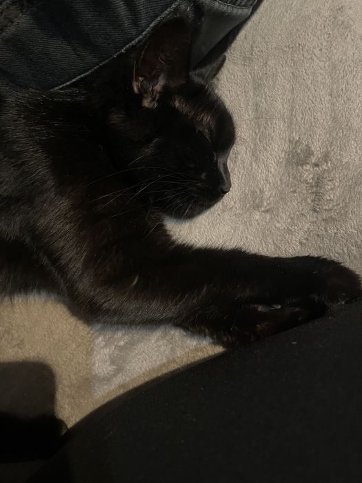 Sliczna kotka do adopcji