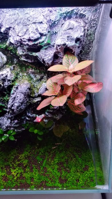 Paludarium Invital 45cm + Caridina cristal red akwarium krewetkarium i terrarium w jednym