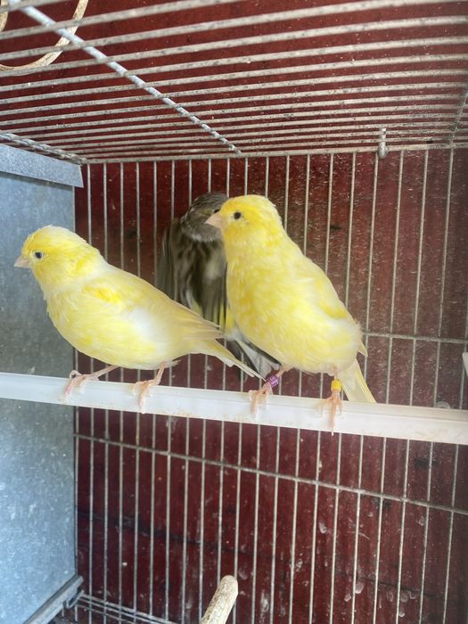 Canários machos e fêmeas