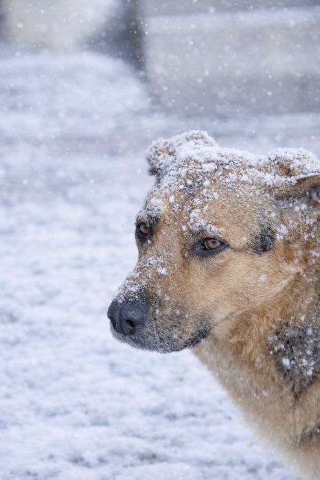 Scooby .. Scooby Doo szuka Domu