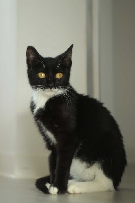 Czy nieśmiała Bajka znajdzie dom?