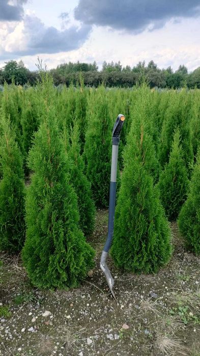 Thuja Tuja Szmaragd 160cm żywopłot SADZENIE TRANSPORT