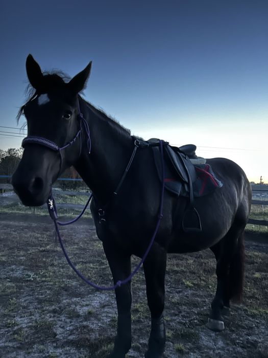 Wałach do współdzierżawy