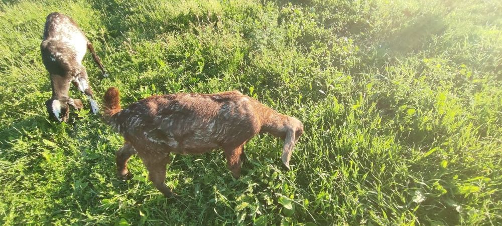 Англо-Нубійські кози 100%