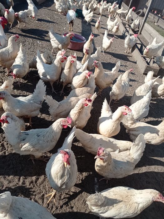 Куры петухи и молодка !!!