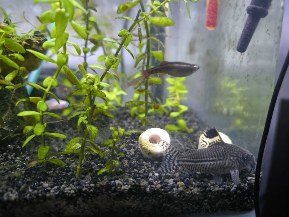 Aquário de peixes completo.