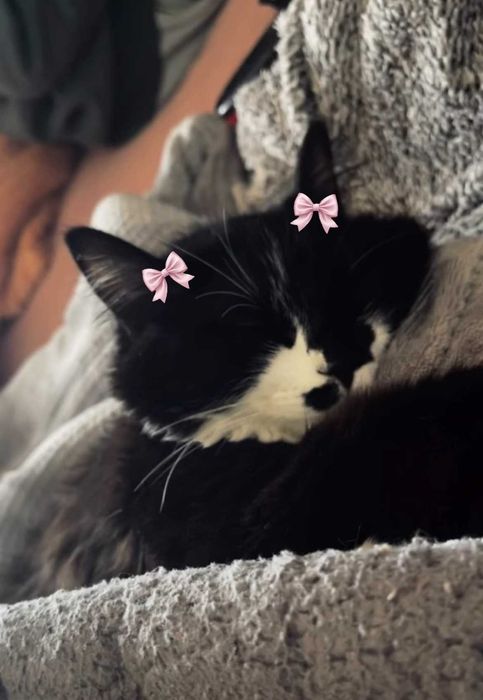 gata femea para adoção