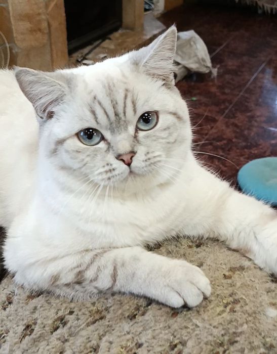 Мальчик шиншилла поинт