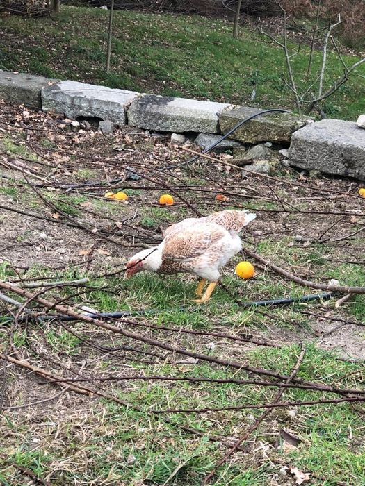 Cornish e Sedosas do Japão