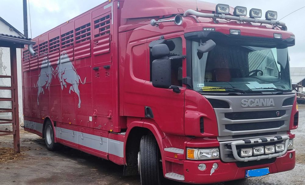 Transport bydła, przewóz bydła, żywych zwierząt.