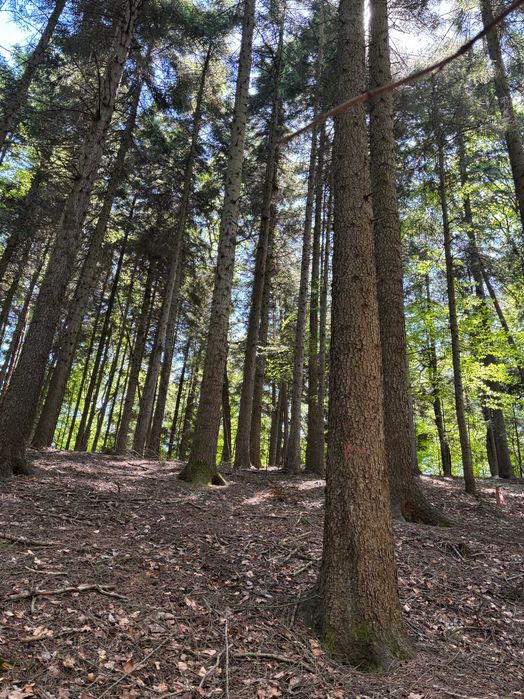 Las, działka leśna 0,54 ha, Szerzyny