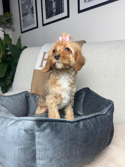 cavapoo szczeniak suczka