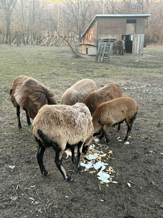 Barany kameruńskie