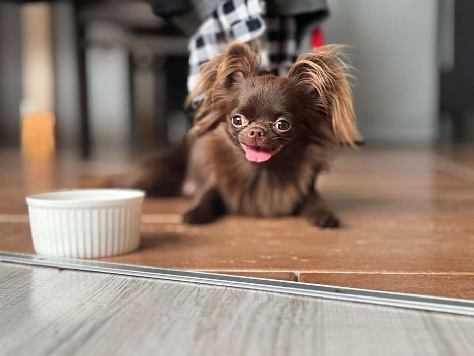 Chihuahua krótkowłosy śliczny piesek