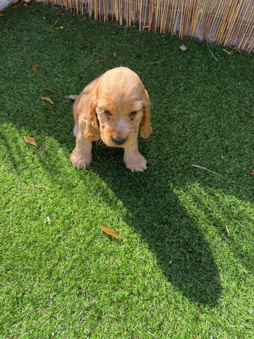 Cocker Spaniel Inglês Dourado.