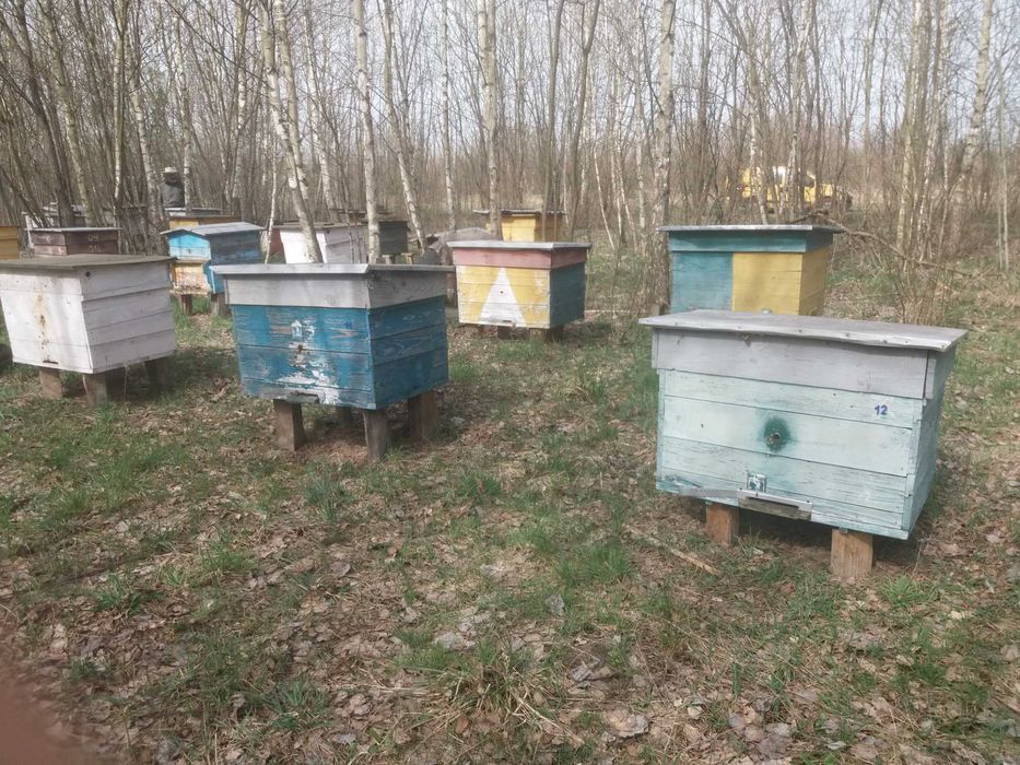 Продам пасіку  25 вуликів