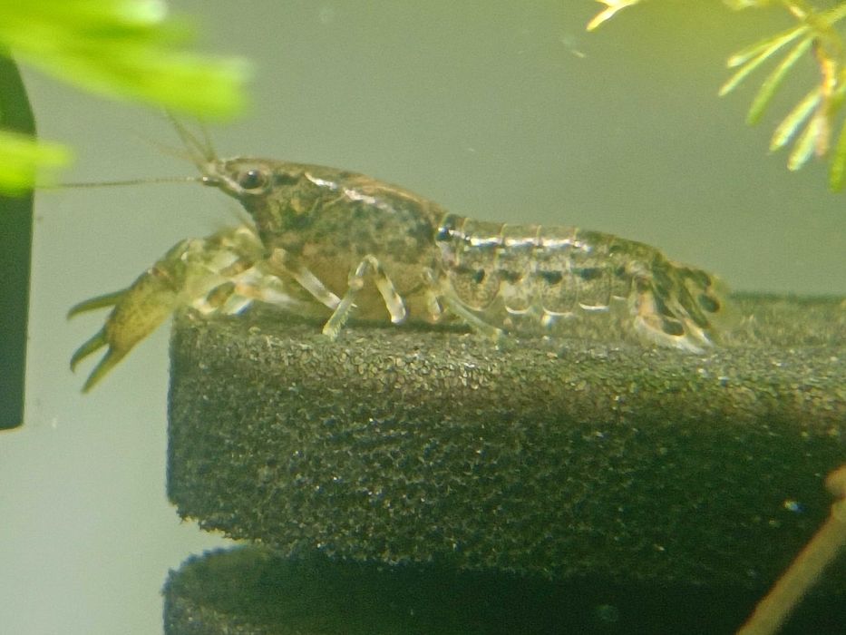 Młode raki Cambarellus texanus.