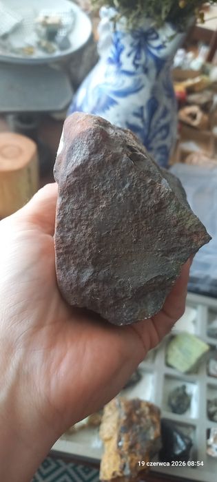 Minerały skamieniałości skamieniałe drewno