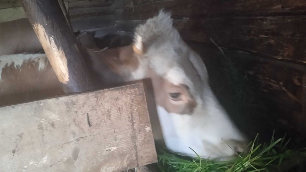 Продам корову Голштин, первістку з телечкою