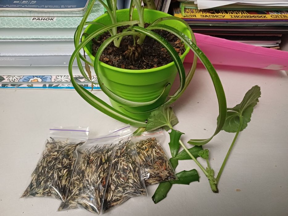 Продаю рослини.  Пеларгонії, хлорофіт чорнобривці  різдвяник