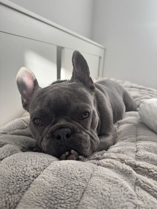 Buldog Francuski Blue – Reproduktor