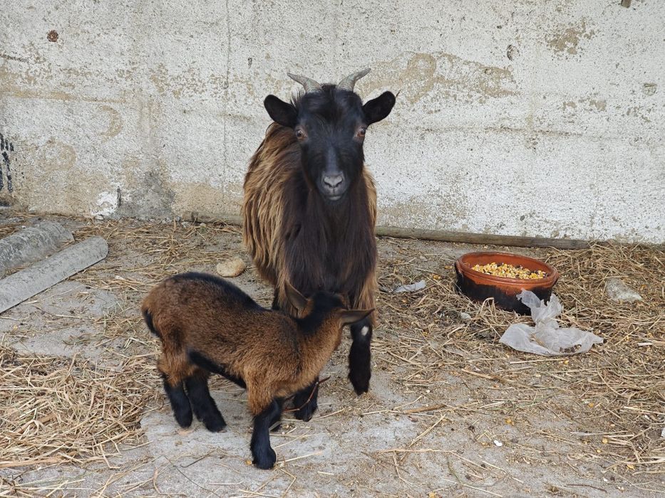 Ovelhas e cabras