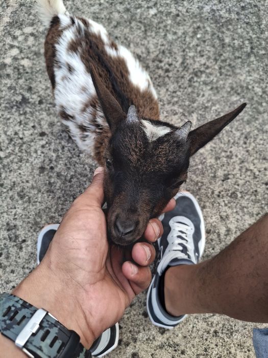 cabrito a pilha criado a mão
