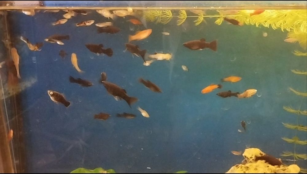 Dębno,rybki akwariowe:molinezje,glonojady,gupiki endlera,gupiki mix