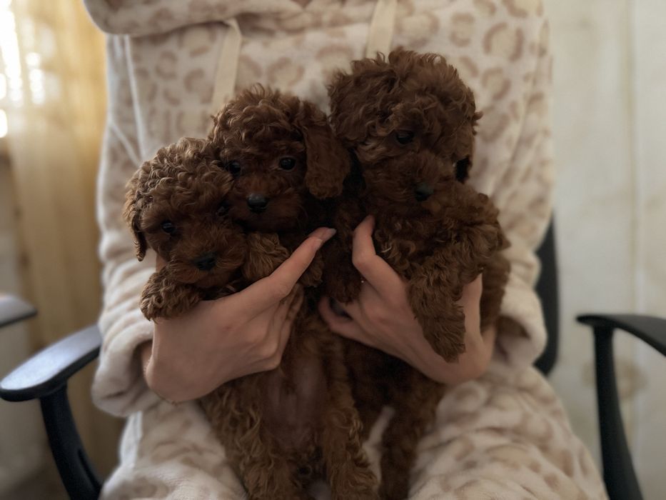 Шикарные малыши той пудель