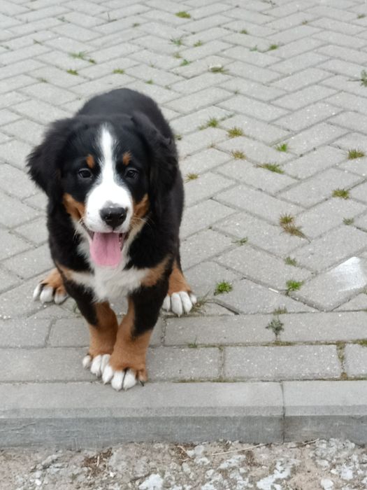 Berneński pies pasterski