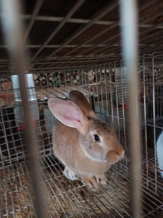 Casal coelhos castanhos