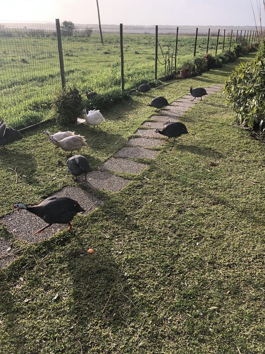 Ovos galinhas de angola fracas para chocar